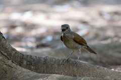 DPPhotography - Pantanal - Pale-breasted thrush - B