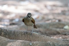 DPPhotography - Pantanal - Pale-breasted thrush - C