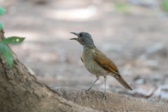 DPPhotography - Pantanal - Pale-breasted thrush - D