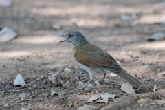 DPPhotography - Pantanal - Pale-breasted thrush - E