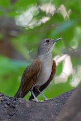 DPPhotography - Pantanal - Pale-breasted thrush - G