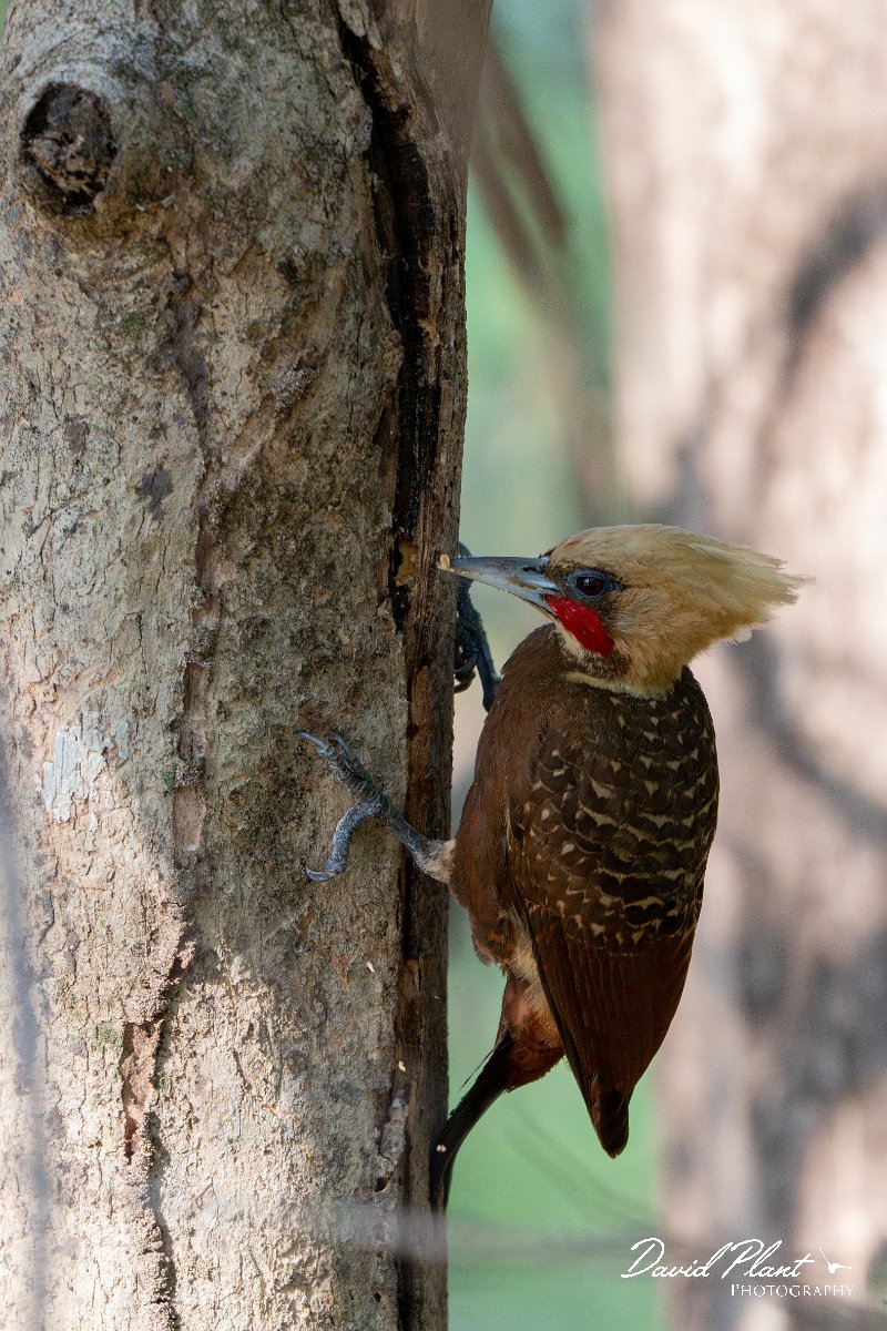 DPPhotography - Pantanal - Pale-crested woodpecker - B.jpg - Pale-crested woodpecker - Pantanal, Brazil