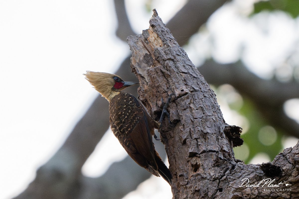 DPPhotography - Pantanal - Pale-crested woodpecker - E.jpg - Pale-crested woodpecker - Pantanal, Brazil