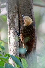 DPPhotography - Pantanal - Pale-crested woodpecker - A