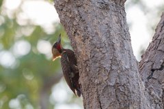 DPPhotography - Pantanal - Pale-crested woodpecker - C