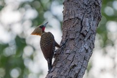 DPPhotography - Pantanal - Pale-crested woodpecker - D