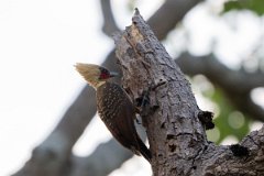 DPPhotography - Pantanal - Pale-crested woodpecker - E
