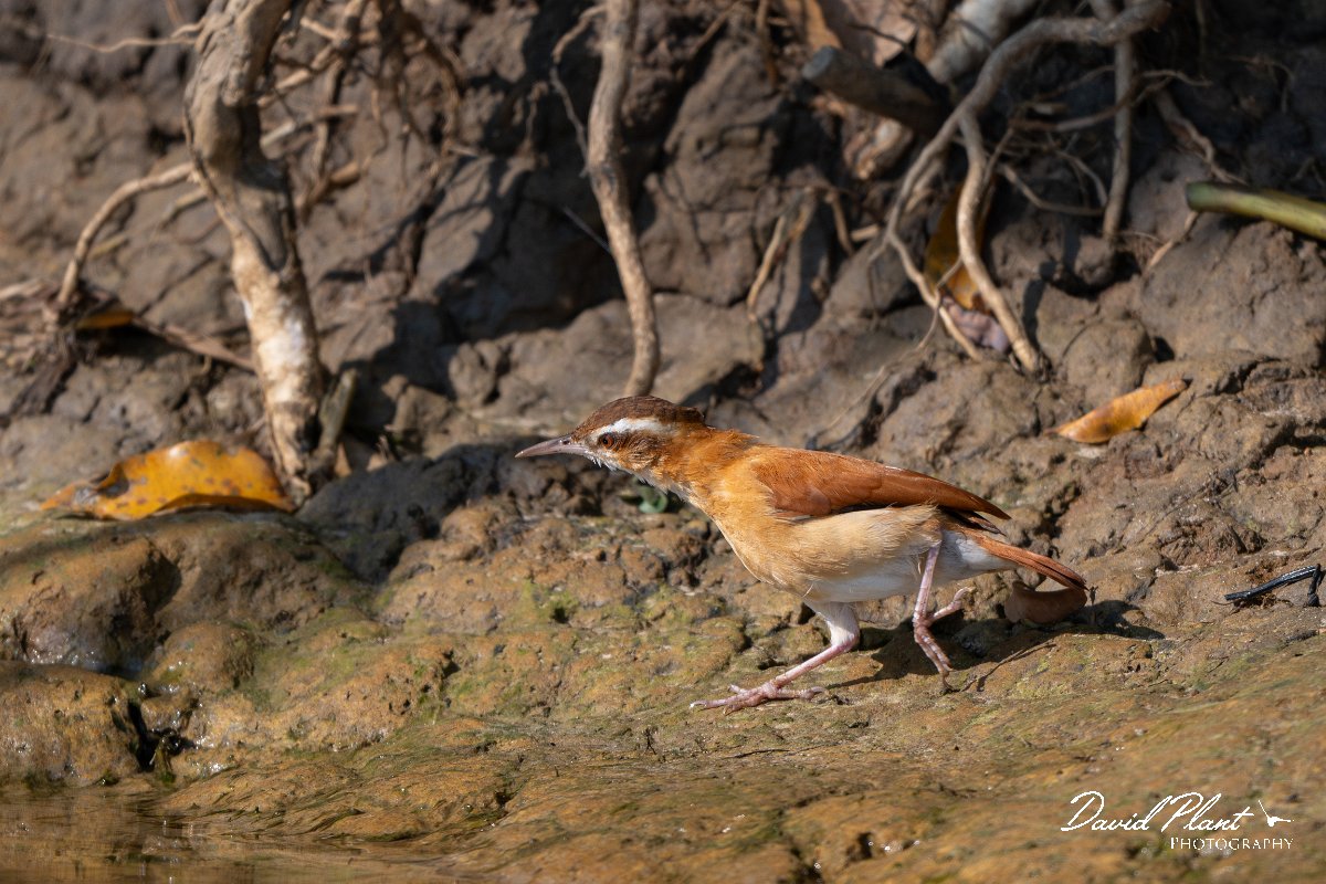 DPPhotography - Pantanal - Pale-legged hornero - A.jpg - Pale-legged hornero - Pantanal, Brazil