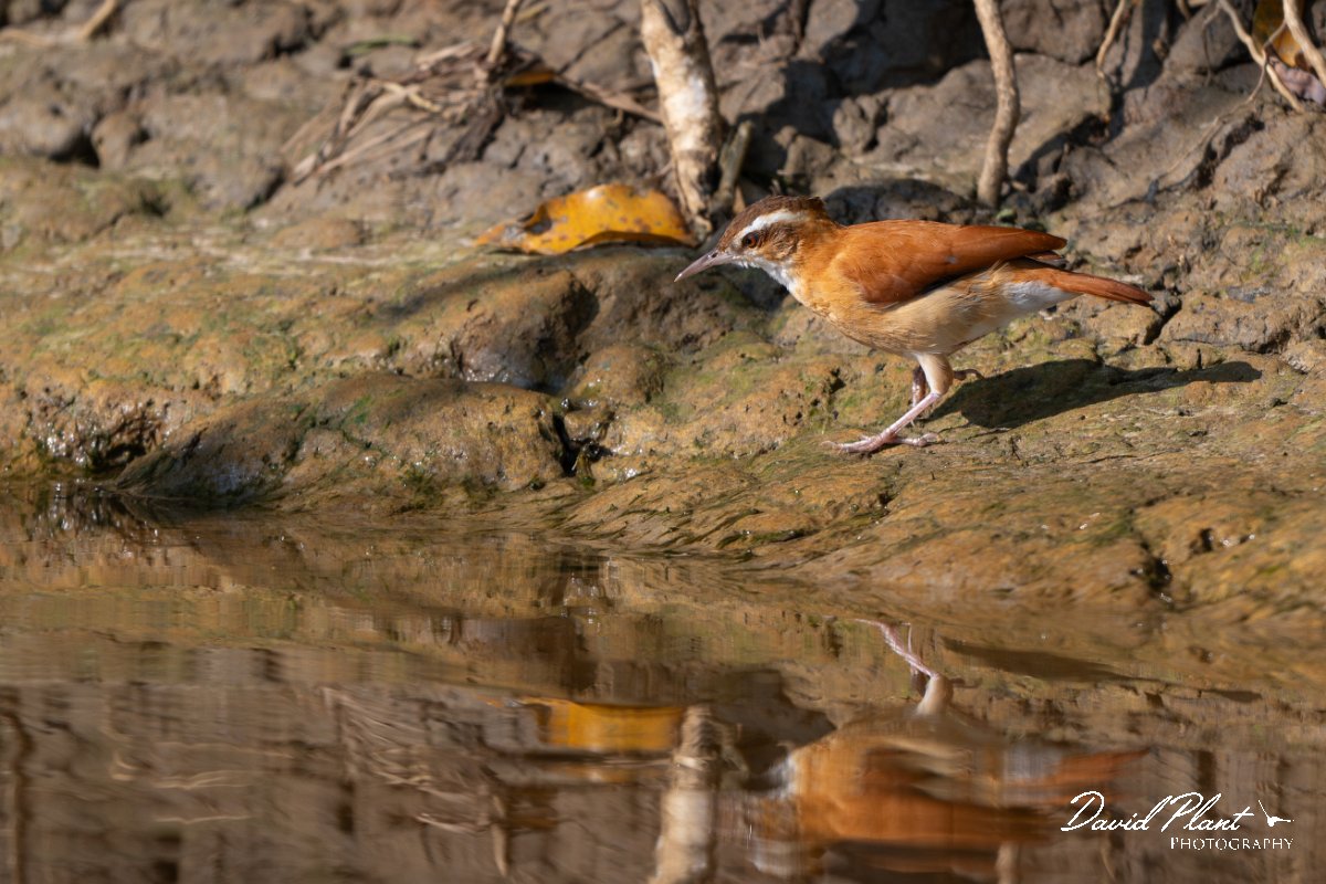 DPPhotography - Pantanal - Pale-legged hornero - B.jpg - Pale-legged hornero - Pantanal, Brazil