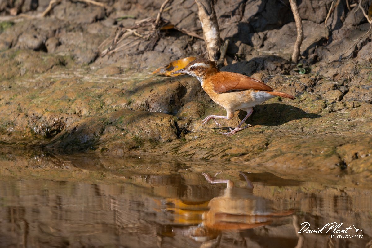 DPPhotography - Pantanal - Pale-legged hornero - C.jpg - Pale-legged hornero - Pantanal, Brazil