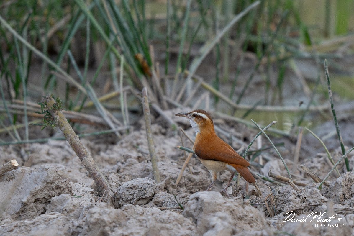 DPPhotography - Pantanal - Pale-legged hornero - E.jpg - Pale-legged hornero - Pantanal, Brazil