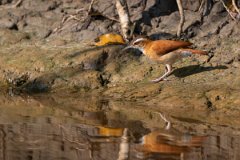DPPhotography - Pantanal - Pale-legged hornero - B