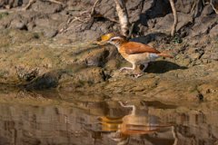 DPPhotography - Pantanal - Pale-legged hornero - C