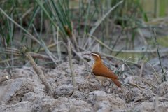 DPPhotography - Pantanal - Pale-legged hornero - E