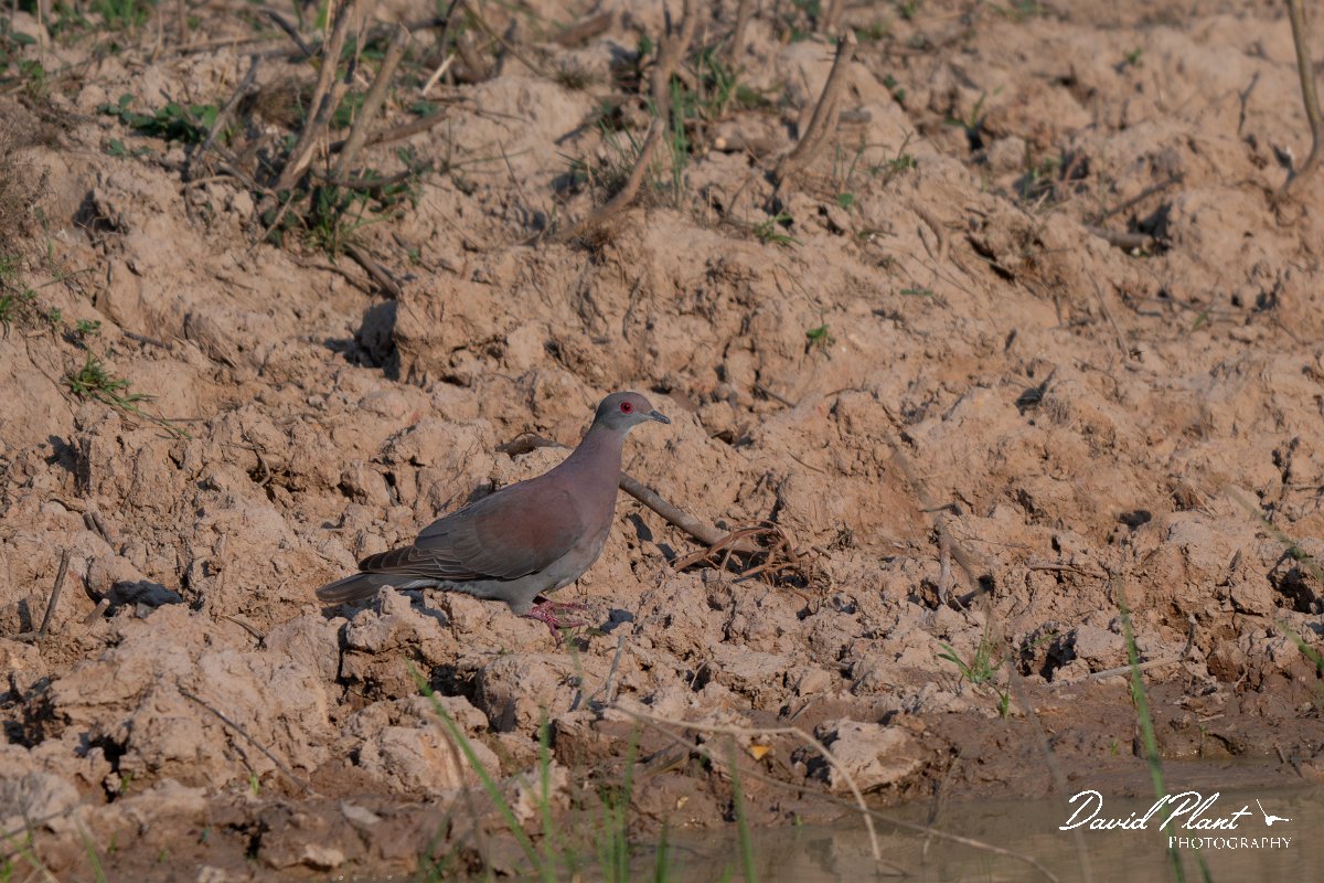 DPPhotography - Pantanal - Pale-vented pigeon - A.jpg - Pale-vented pigeon - Pantanal, Brazil