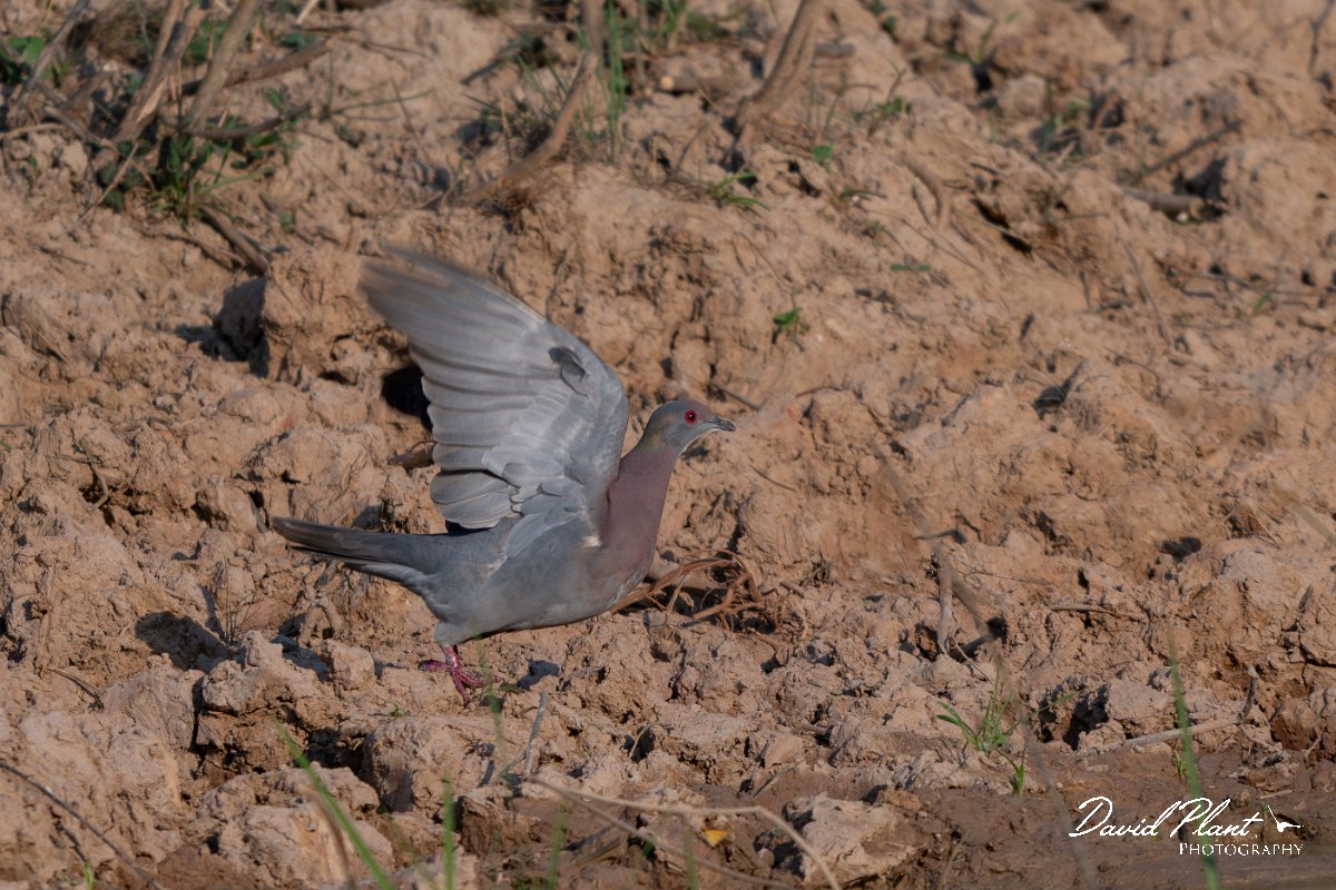 DPPhotography - Pantanal - Pale-vented pigeon - B.jpg - Pale-vented pigeon - Pantanal, Brazil