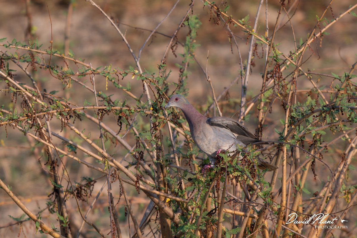 DPPhotography - Pantanal - Pale-vented pigeon - C.jpg - Pale-vented pigeon - Pantanal, Brazil