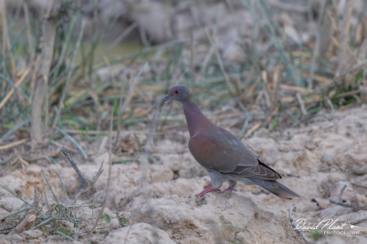 DPPhotography - Pantanal - Pale-vented pigeon - D.jpg - Pale-vented pigeon - Pantanal, Brazil