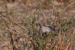 DPPhotography - Pantanal - Pale-vented pigeon - C