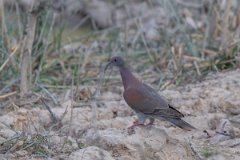 DPPhotography - Pantanal - Pale-vented pigeon - D