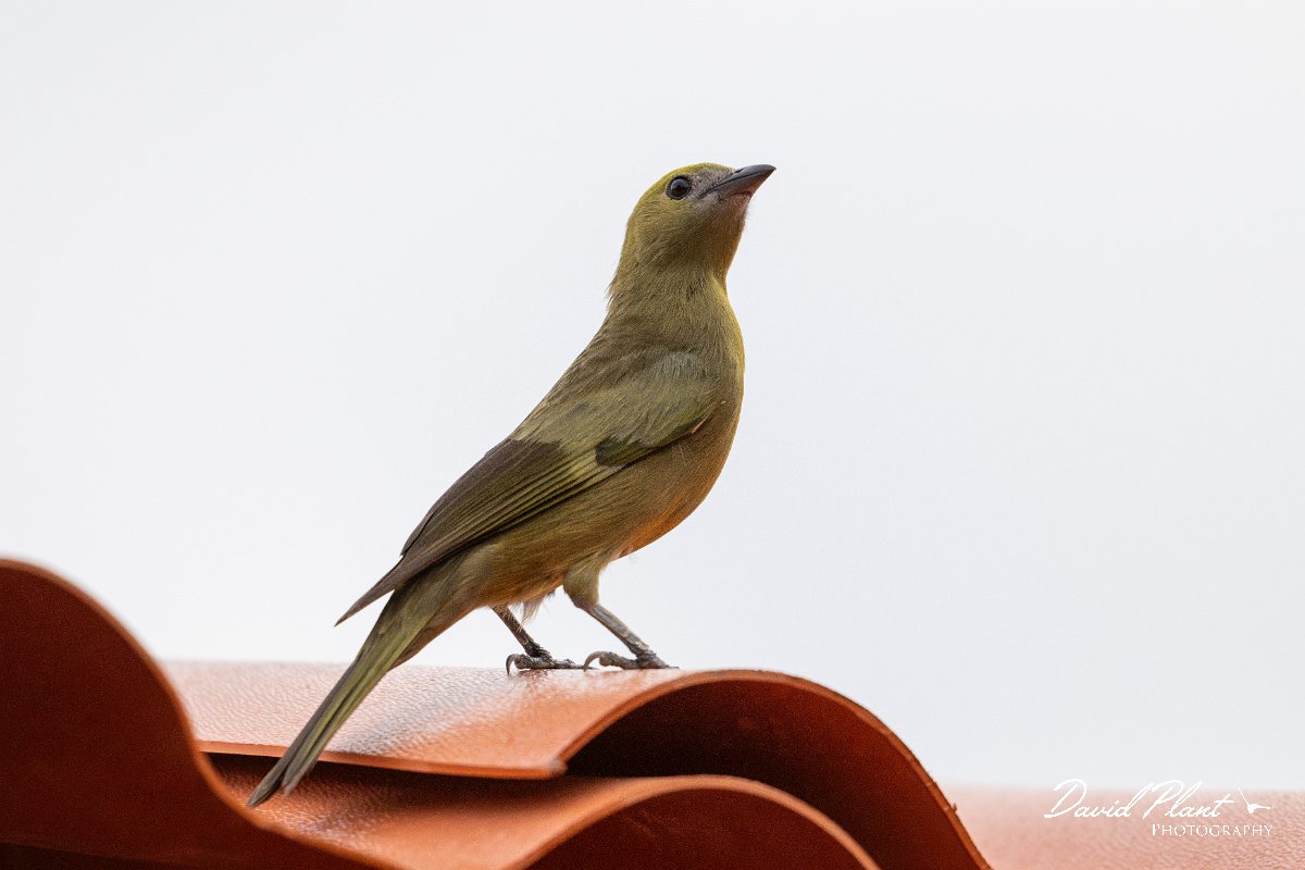 DPPhotography - Pantanal - Palm tanager - A.jpg - Palm tanager - Pantanal, Brazil