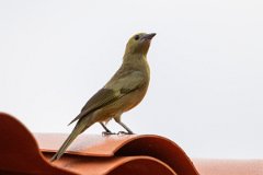 DPPhotography - Pantanal - Palm tanager - A