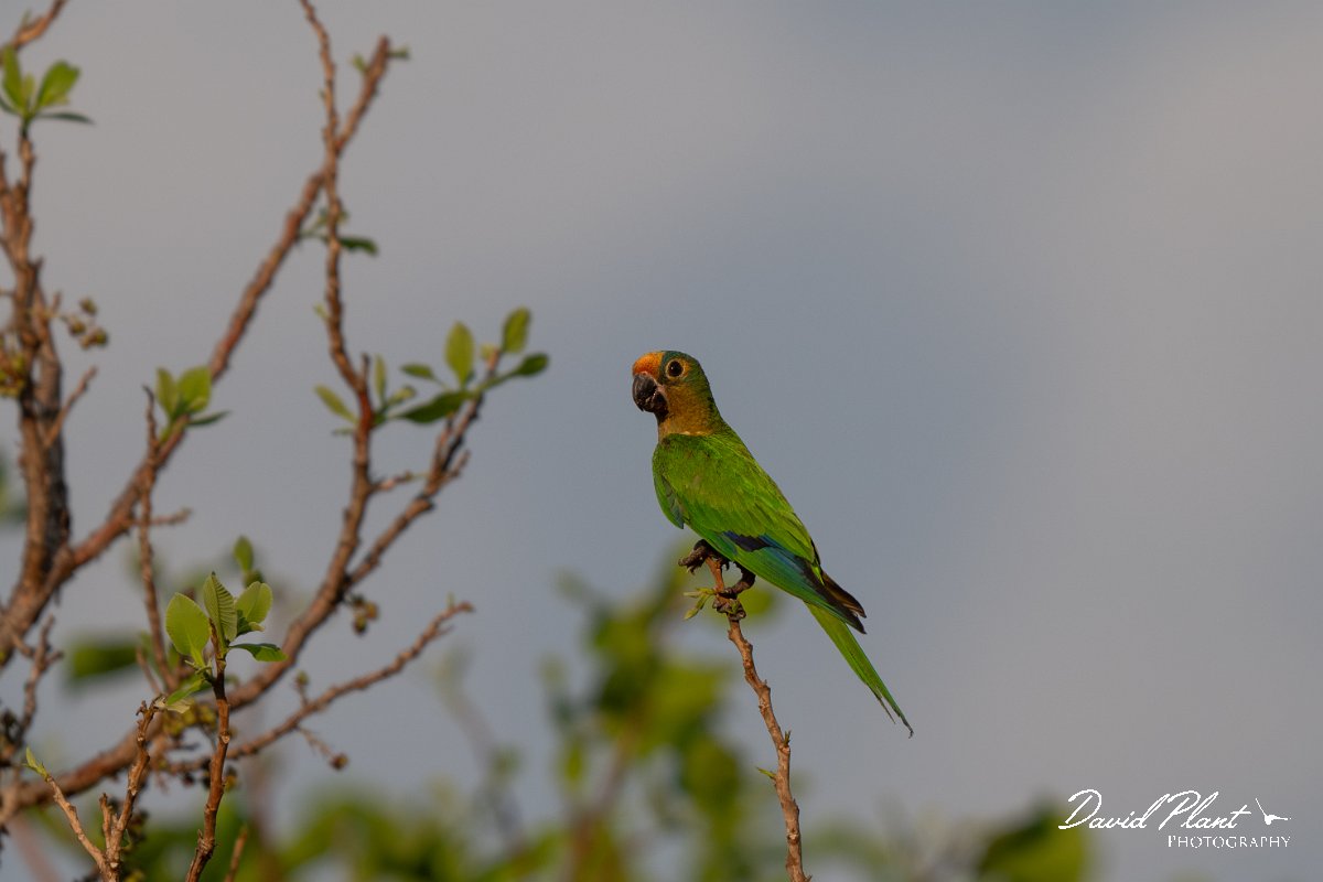 DPPhotography - Pantanal - Peach-fronted parakeet - A.jpg - Peached-fronted parakeet - Pantanal, Brazil