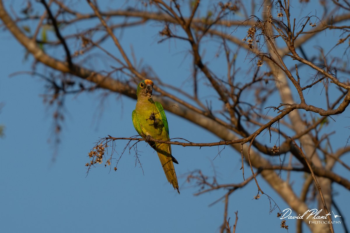 DPPhotography - Pantanal - Peach-fronted parakeet - B.jpg - Peached-fronted parakeet - Pantanal, Brazil