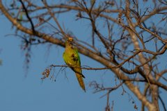 DPPhotography - Pantanal - Peach-fronted parakeet - B