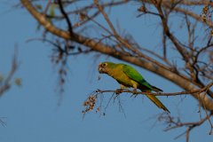 DPPhotography - Pantanal - Peach-fronted parakeet - C