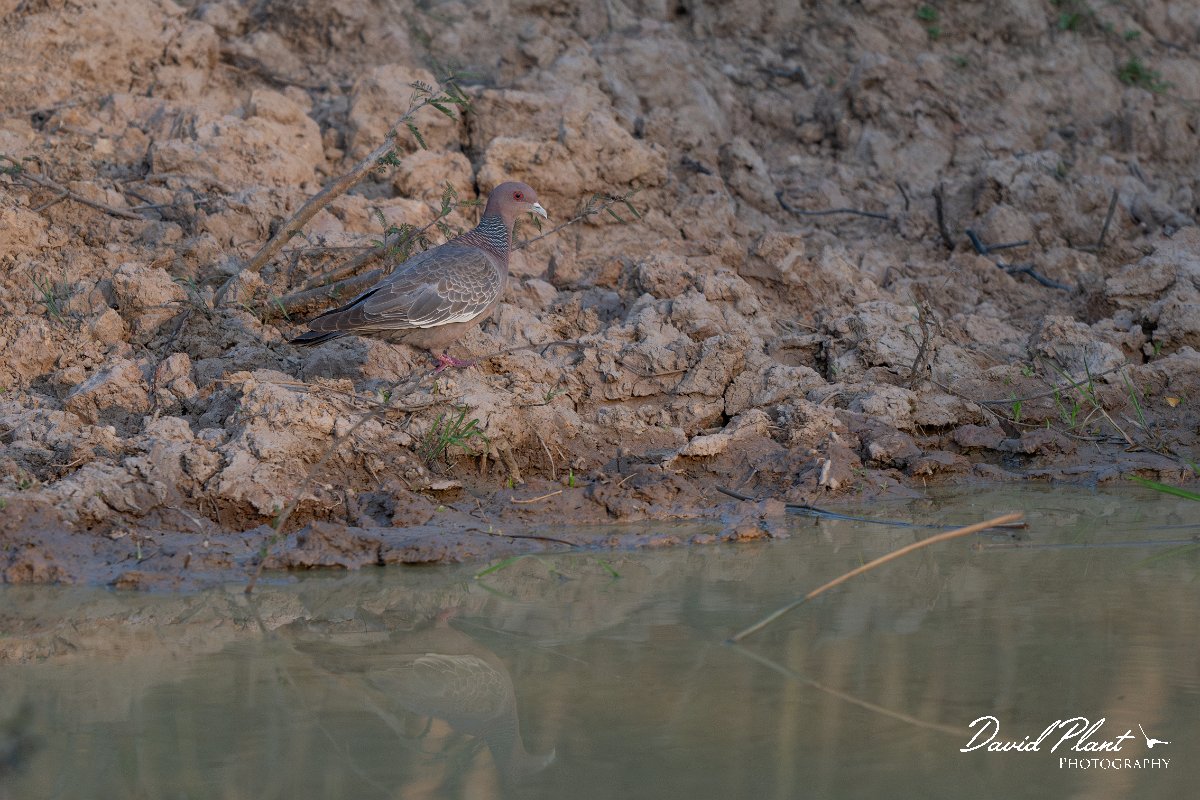 DPPhotography - Pantanal - Picazuro pigeon - A.jpg - Picazuro pigeon - Pantanal, Brazil