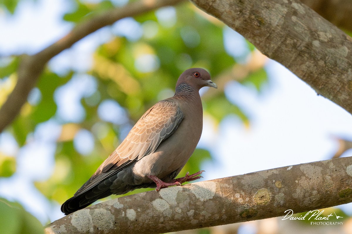 DPPhotography - Pantanal - Picazuro pigeon - C.jpg - Picazuro pigeon - Pantanal, Brazil