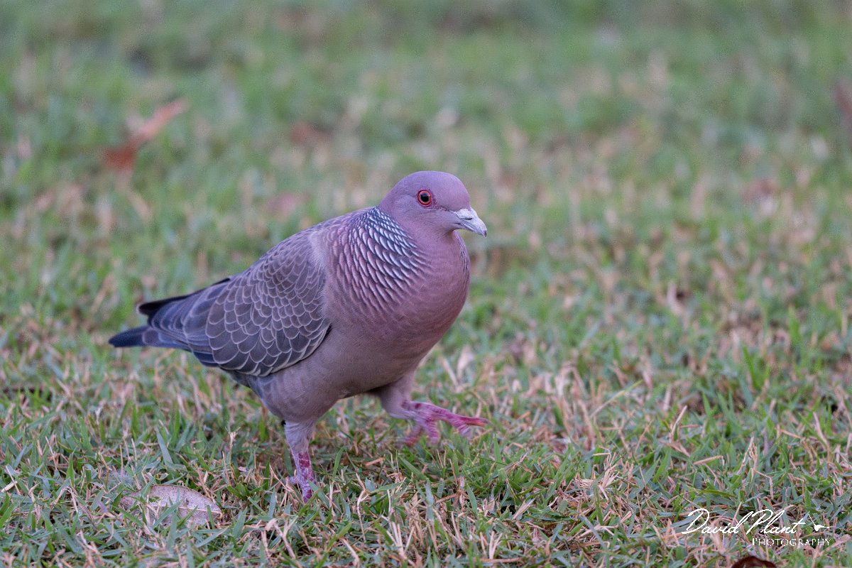 DPPhotography - Pantanal - Picazuro pigeon - D.jpg - Picazuro pigeon - Pantanal, Brazil