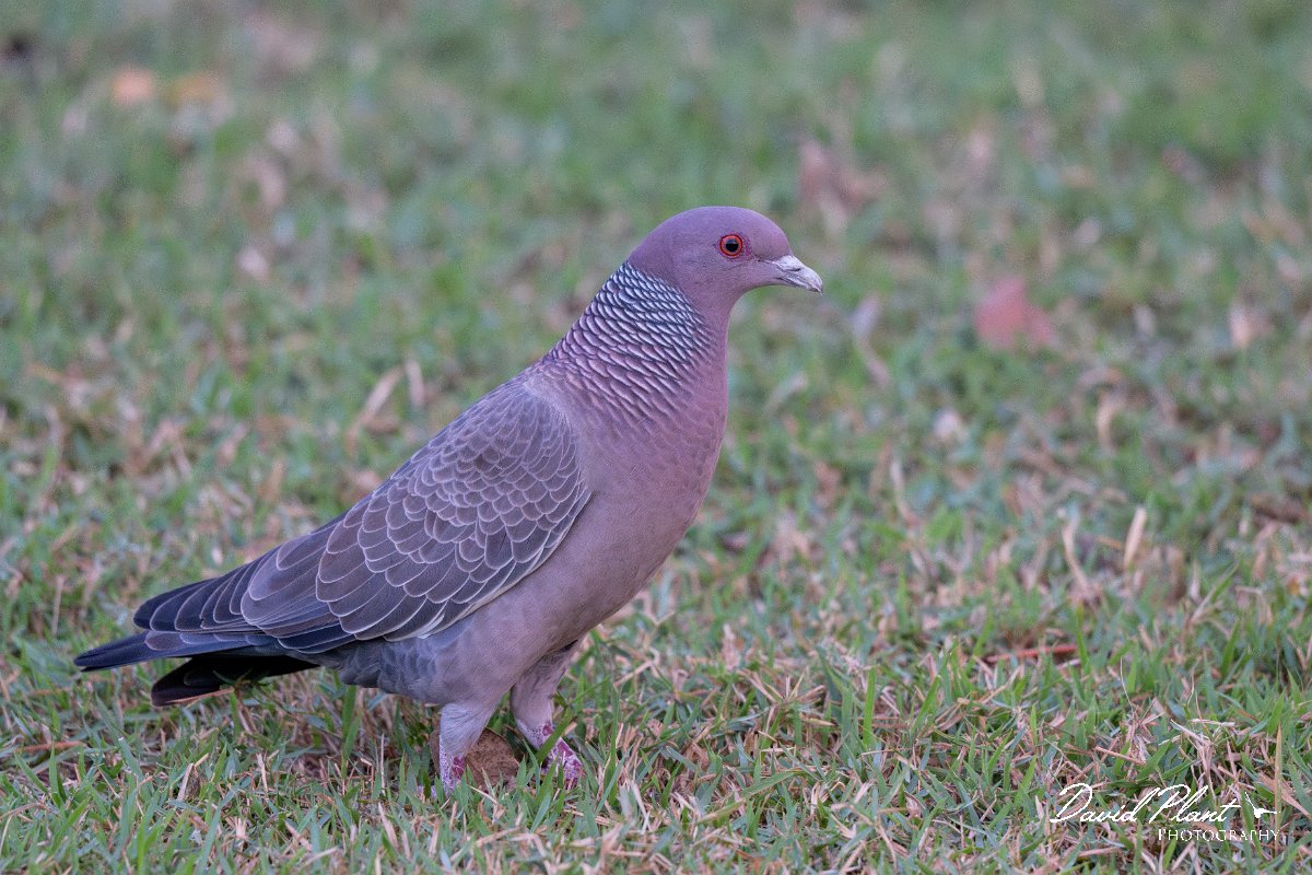 DPPhotography - Pantanal - Picazuro pigeon - E.jpg - Picazuro pigeon - Pantanal, Brazil