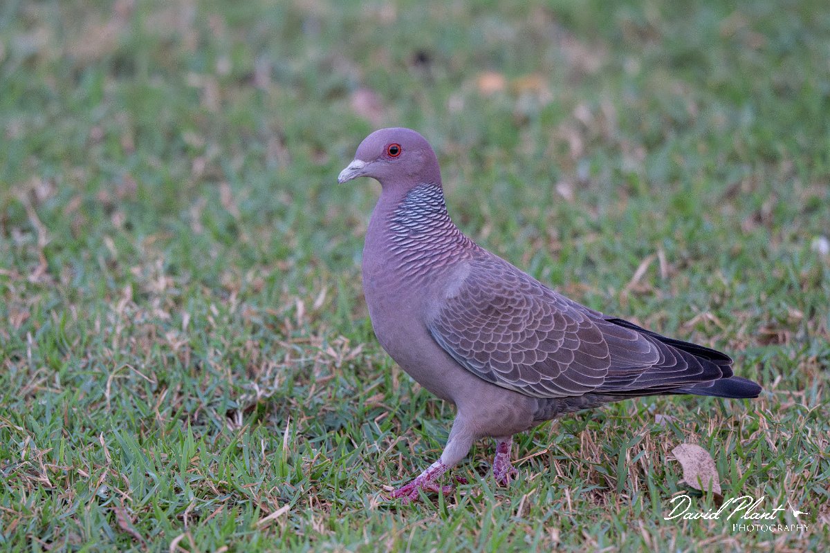 DPPhotography - Pantanal - Picazuro pigeon - F.jpg - Picazuro pigeon - Pantanal, Brazil