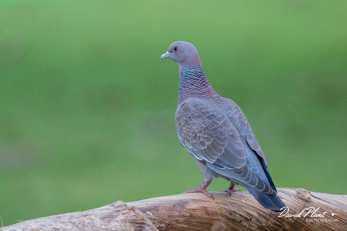 DPPhotography - Pantanal - Picazuro pigeon - G.jpg - Picazuro pigeon - Pantanal, Brazil
