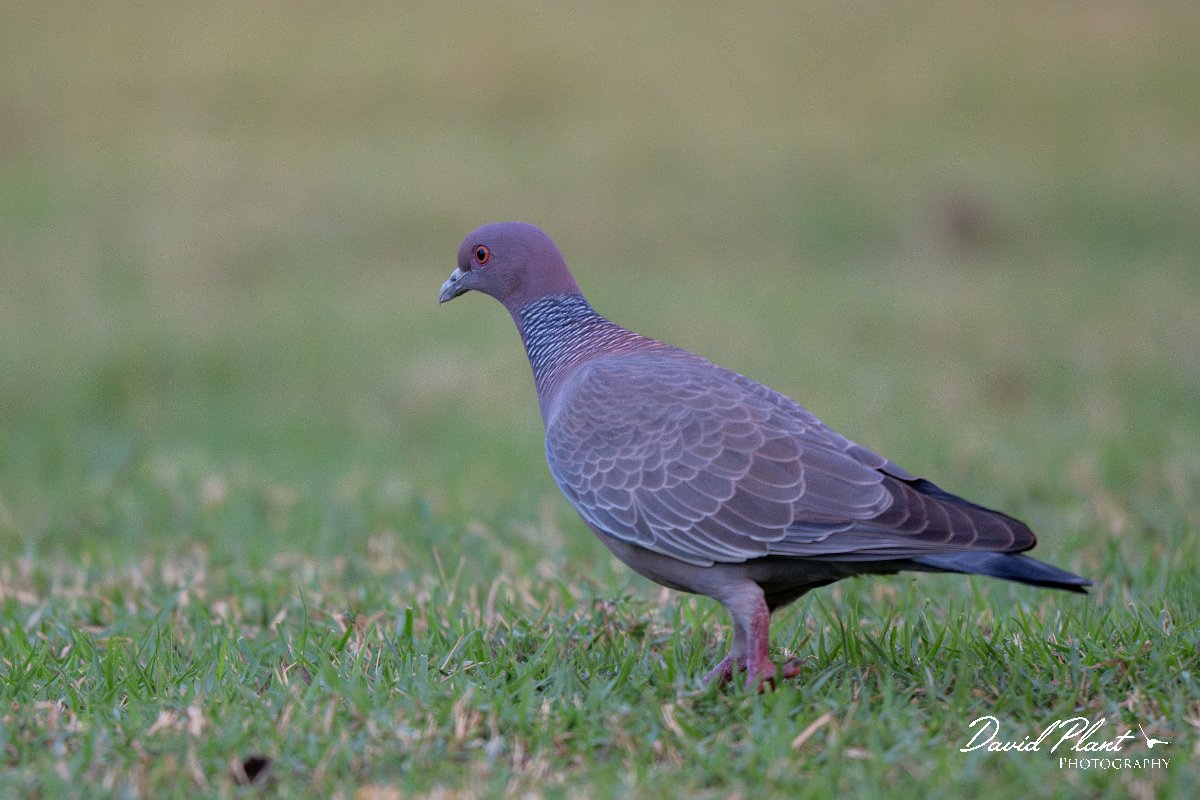 DPPhotography - Pantanal - Picazuro pigeon - I.jpg - Picazuro pigeon - Pantanal, Brazil