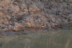 DPPhotography - Pantanal - Picazuro pigeon - A