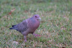 DPPhotography - Pantanal - Picazuro pigeon - D