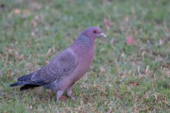 DPPhotography - Pantanal - Picazuro pigeon - E