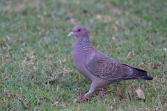 DPPhotography - Pantanal - Picazuro pigeon - F