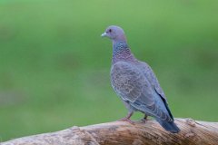 DPPhotography - Pantanal - Picazuro pigeon - G