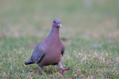 DPPhotography - Pantanal - Picazuro pigeon - H