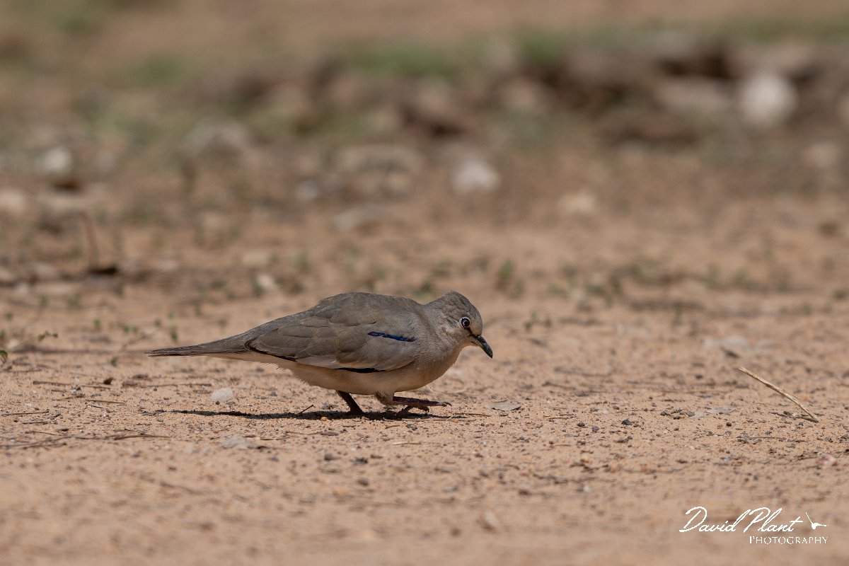 DPPhotography - Pantanal - Picui ground dove - A.jpg - Picui ground dove - Pantanal, Brazil