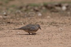 DPPhotography - Pantanal - Picui ground dove - A