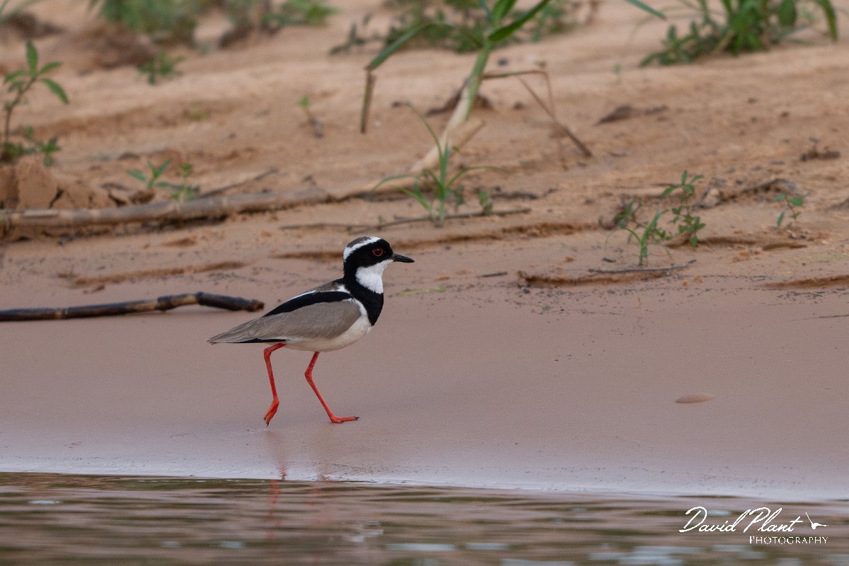 DPPhotography - Pantanal - Pied plover - A.jpg - Pied plover - Rio São Lourenço, Pantanal, Brazil