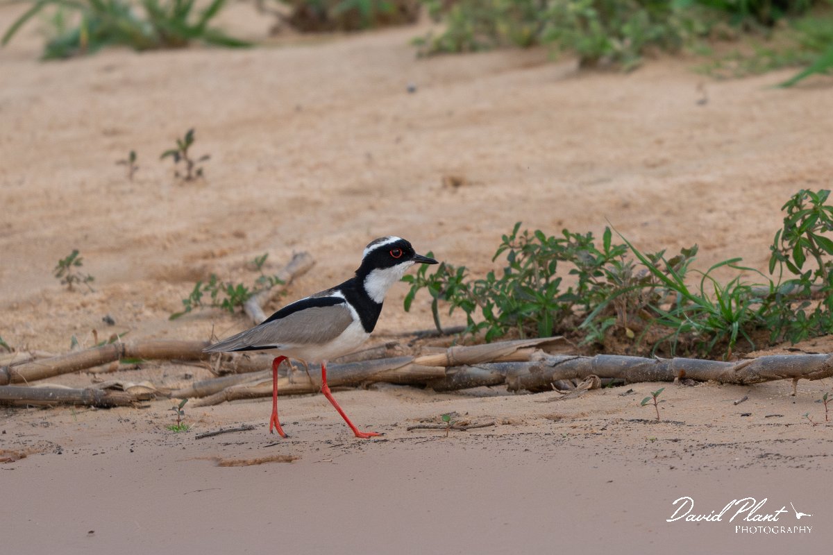 DPPhotography - Pantanal - Pied plover - B.jpg - Pied plover - Rio São Lourenço, Pantanal, Brazil