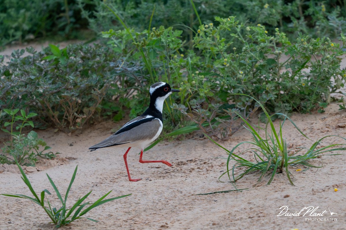 DPPhotography - Pantanal - Pied plover - C.jpg - Pied plover - Rio São Lourenço, Pantanal, Brazil