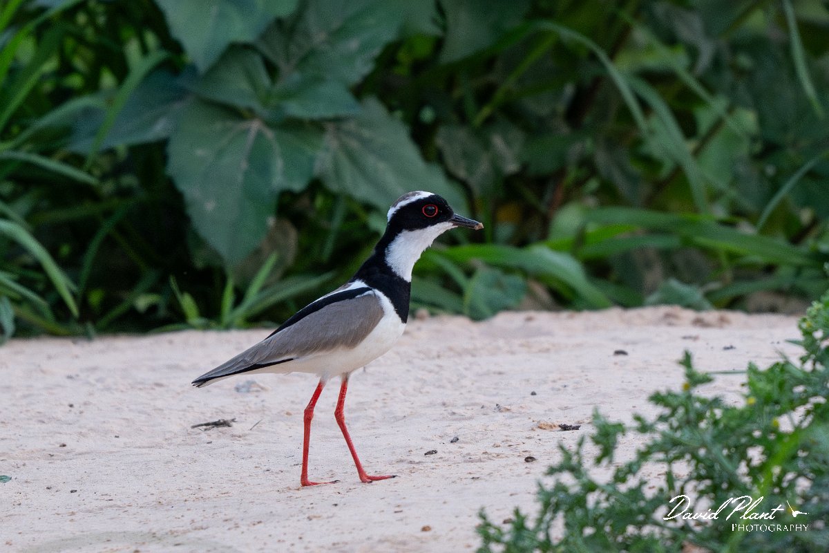 DPPhotography - Pantanal - Pied plover - D.jpg - Pied plover - Rio São Lourenço, Pantanal, Brazil