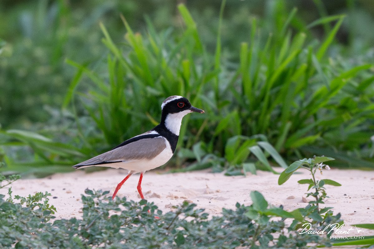 DPPhotography - Pantanal - Pied plover - E.jpg - Pied plover - Rio São Lourenço, Pantanal, Brazil